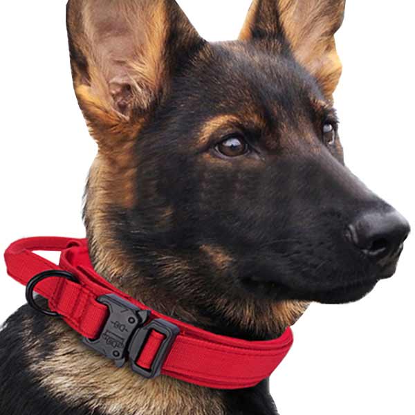 DOG MICROCHIP COLLARS