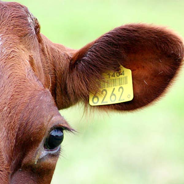 The Importance of Animal Tags